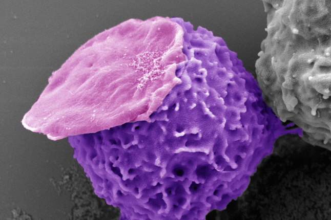 A neutrophil (purple) carries an empty "backpack" (pink) made of polymers.