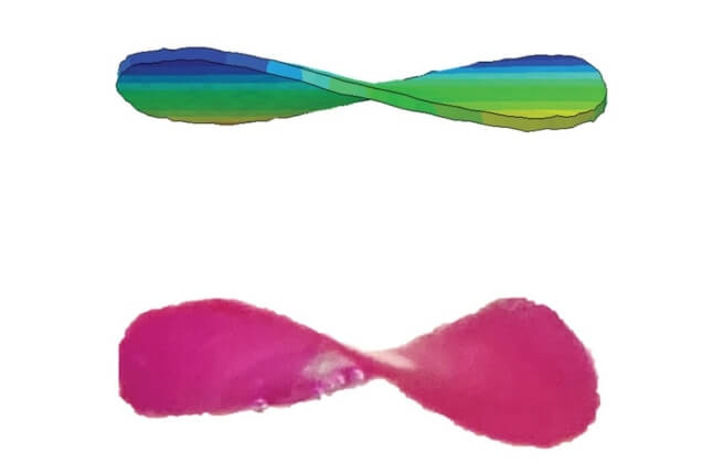 Two shapes. The top row features green, blue, and red gradient patterns, while the bottom row displays pink and red image