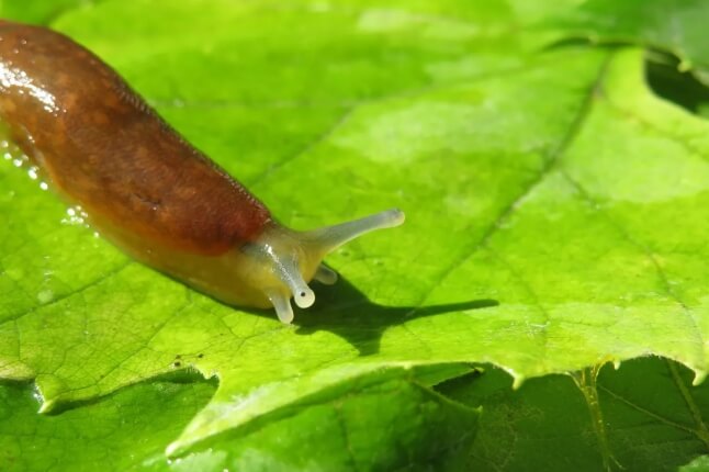 slug on a leaf