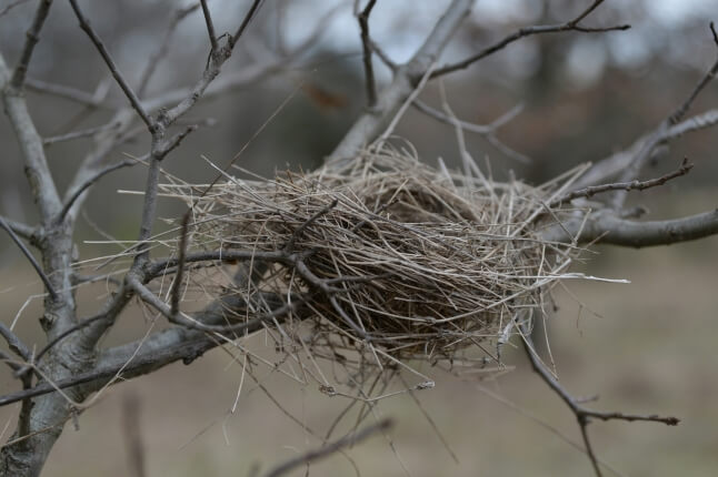 image of a bird's nest in a tree