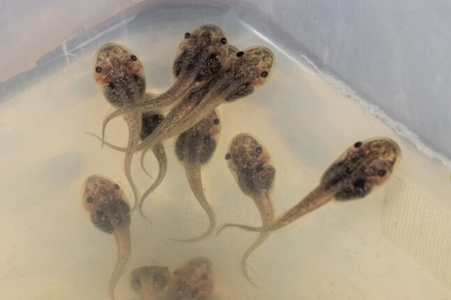 tadpoles