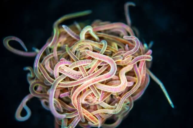 ball of blackworms