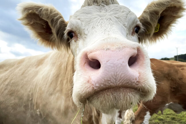 close up of cow's face