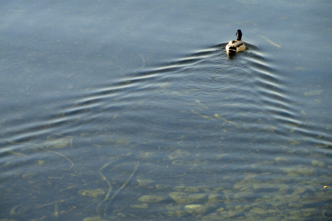 triangular wake behind a swimming duck