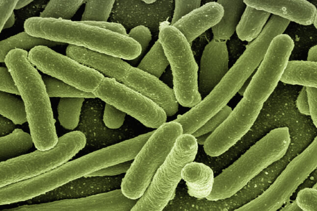 e coli bacteria 