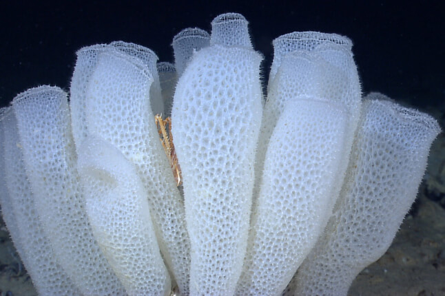 The glass sponge Euplectella aspergillum. 