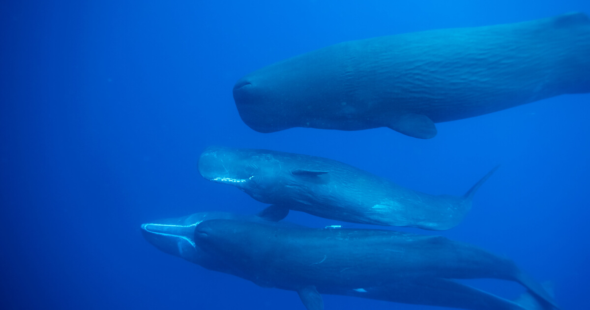Tapping Into Whale Talk
