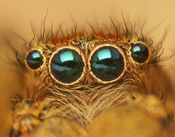 The eyes of a jumping spider.