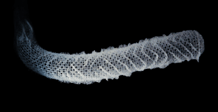The skeleton of Euplectella aspergillum