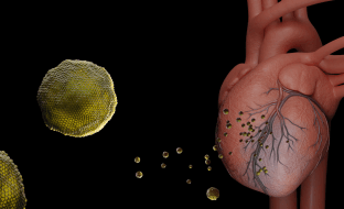 An illustration of exosomes traveling to the heart to repair damage caused by a heart attack.