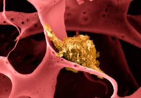 an image of a dendritic cell