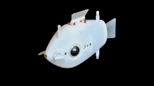 image of the bluebot