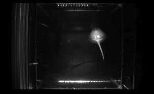 image of little skate