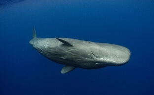A female sperm whale swimming in the open ocean