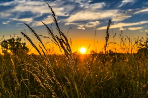 image of wheat field