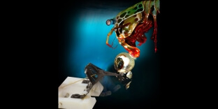 illustration of the shrimp and robot striking a shell