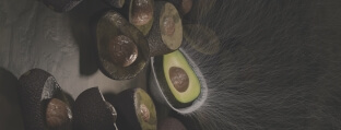 illustration of avocado wrapped in fibers
