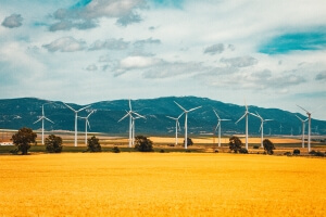 wind turbines in a field