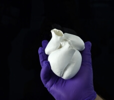 Full-scale four-chambered human heart model composed of single-micrometer fibers