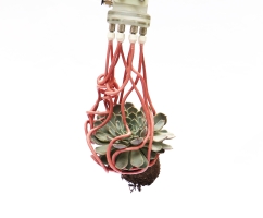 robotic gripper grasping a succulent