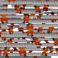 microtubules with motors