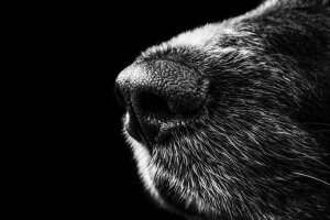 image of dog's nose