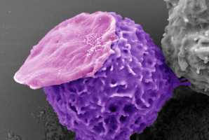 A neutrophil (purple) carries an empty "backpack" (pink) made of polymers.