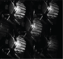 four images of a beetle