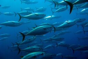school of tuna swimming