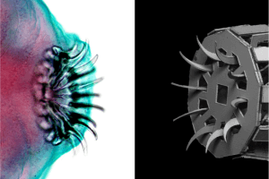 image of tapeworm on left and image of device on right