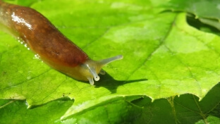 slug on a leaf