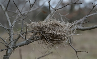 image of a bird's nest in a tree