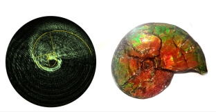 optical rotatum next to a nautilus shell