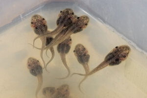 tadpoles