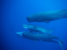 sperm whales swimming