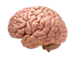model of human brain