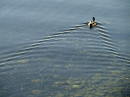 triangular wake behind a swimming duck