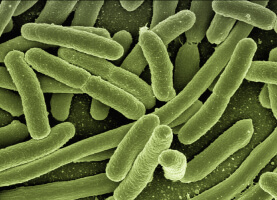 e coli bacteria